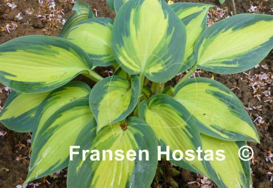 Hosta Magic Island - Fransen Hostas